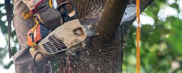 How Our Tree Care Process Works  in  Havelock, NC